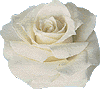 WhiteRose